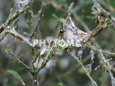 Cydalima perspectalis